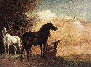 POTTER, Paulus Horses in a Field zg Spain oil painting artist